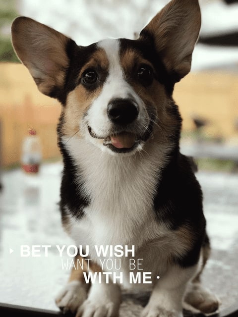 puppy