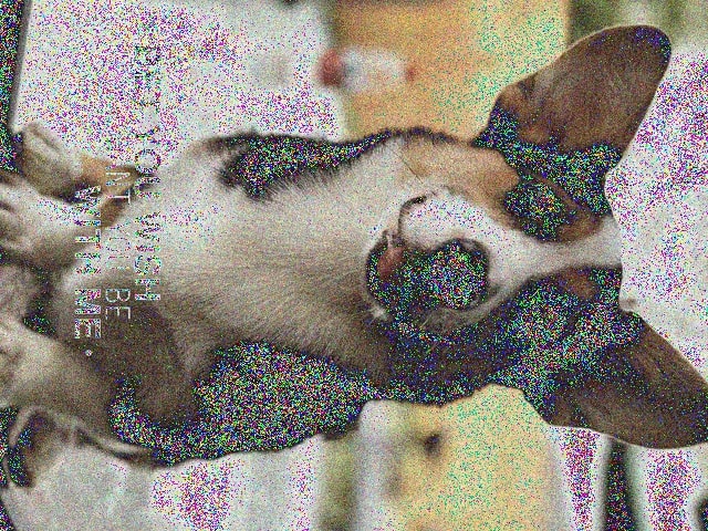 puppy_noisy_rotate