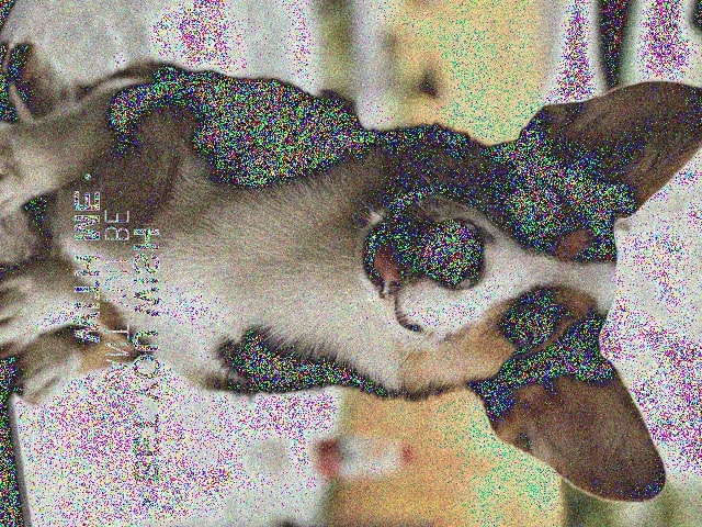 puppy_processed_normalized